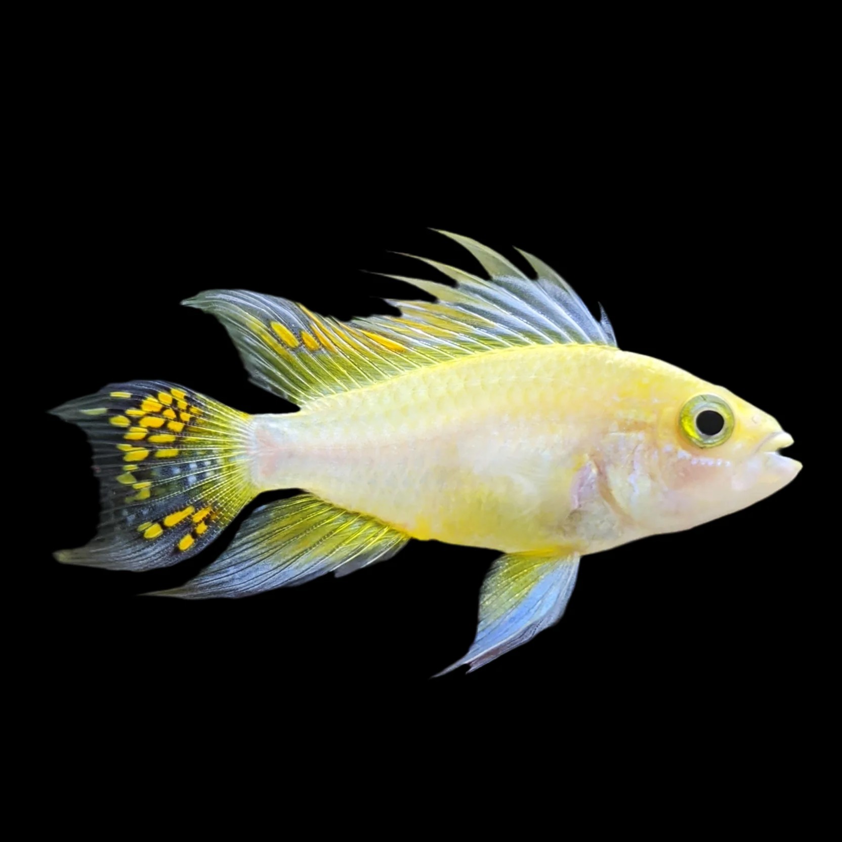 Apistogramma cacatuoides lemon 3 cm.